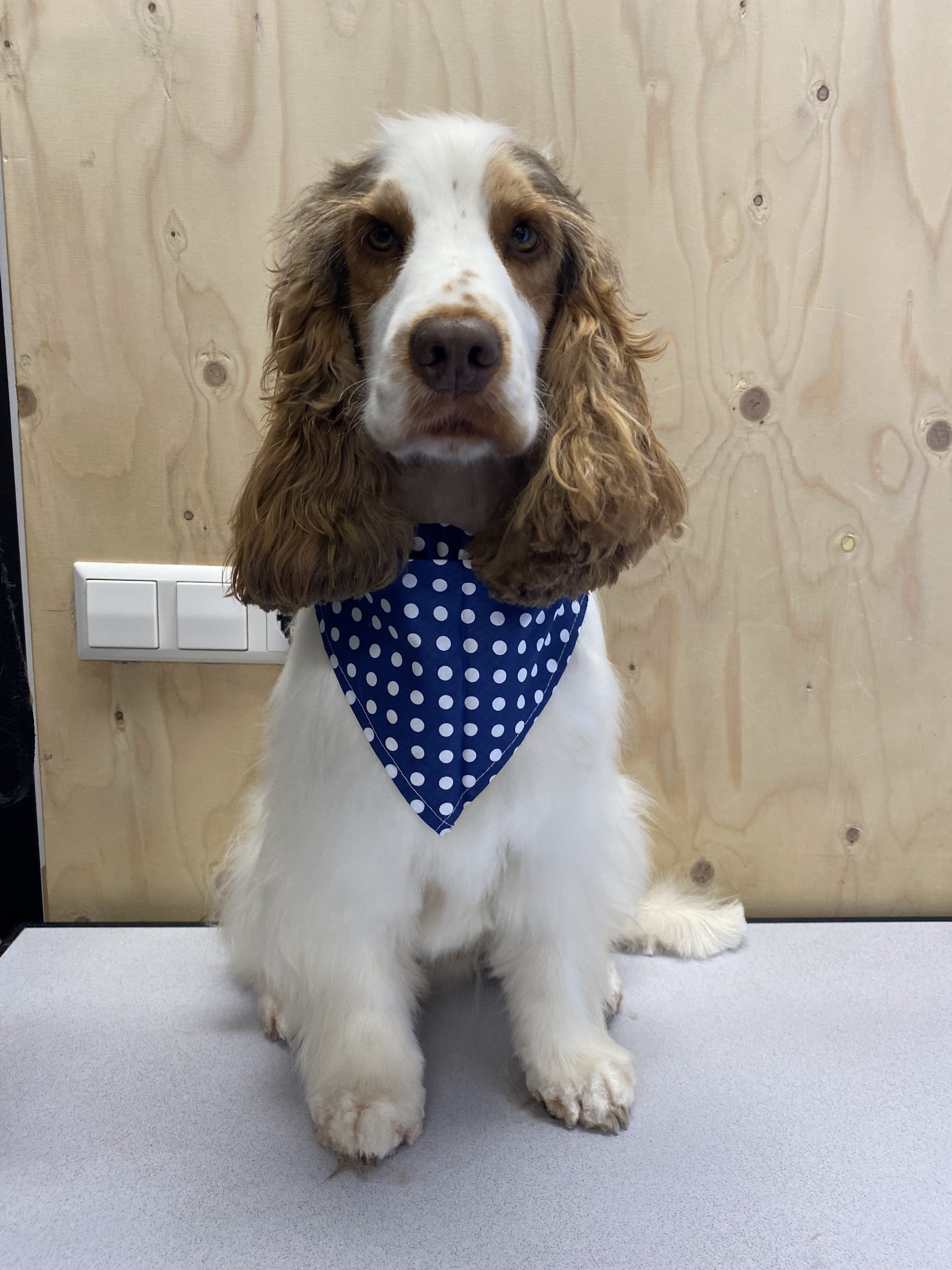 Getrimde spaniel met een blauwe bandana