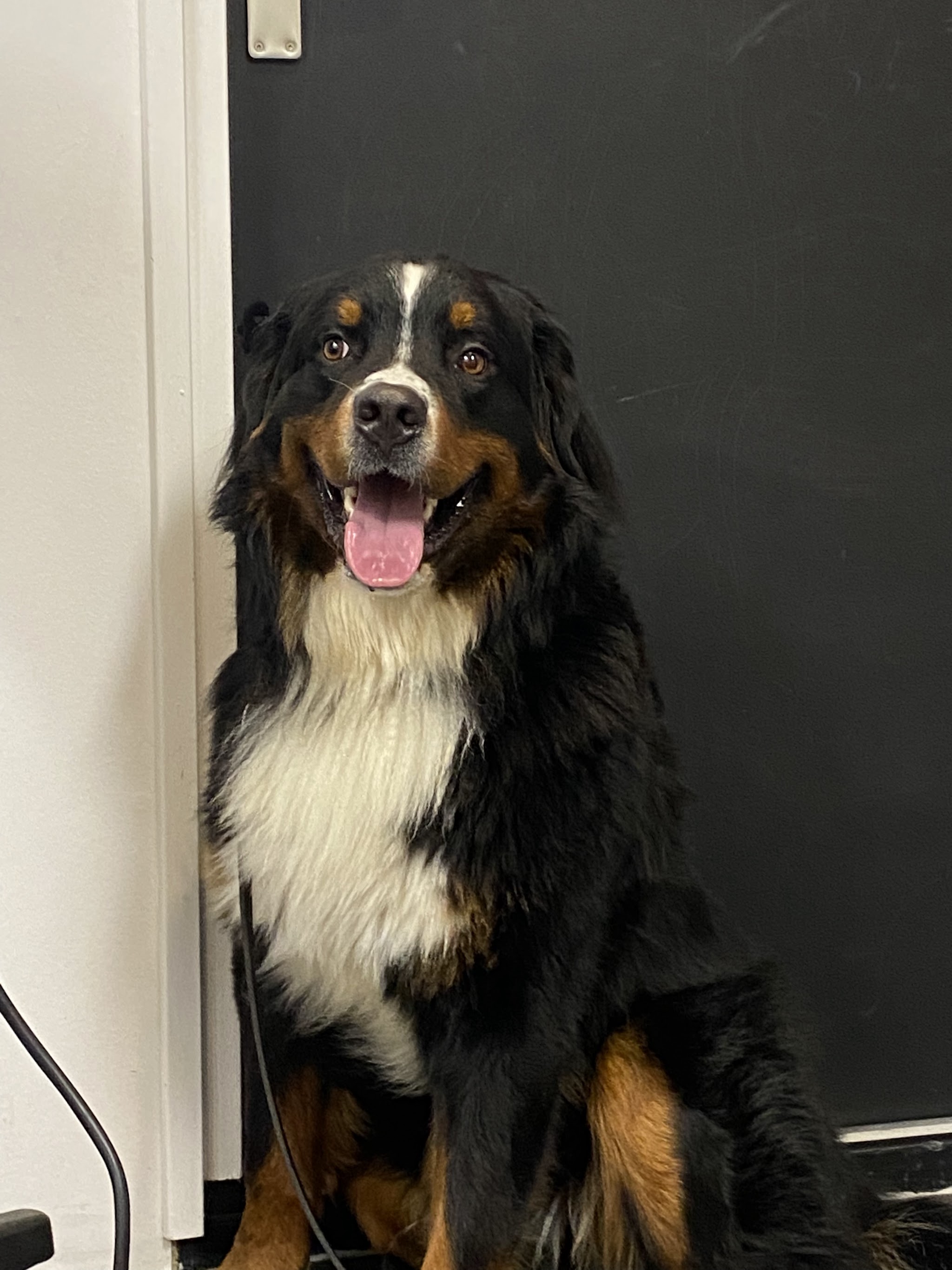 Grote zwart-bruin-witte hond in de trimsalon