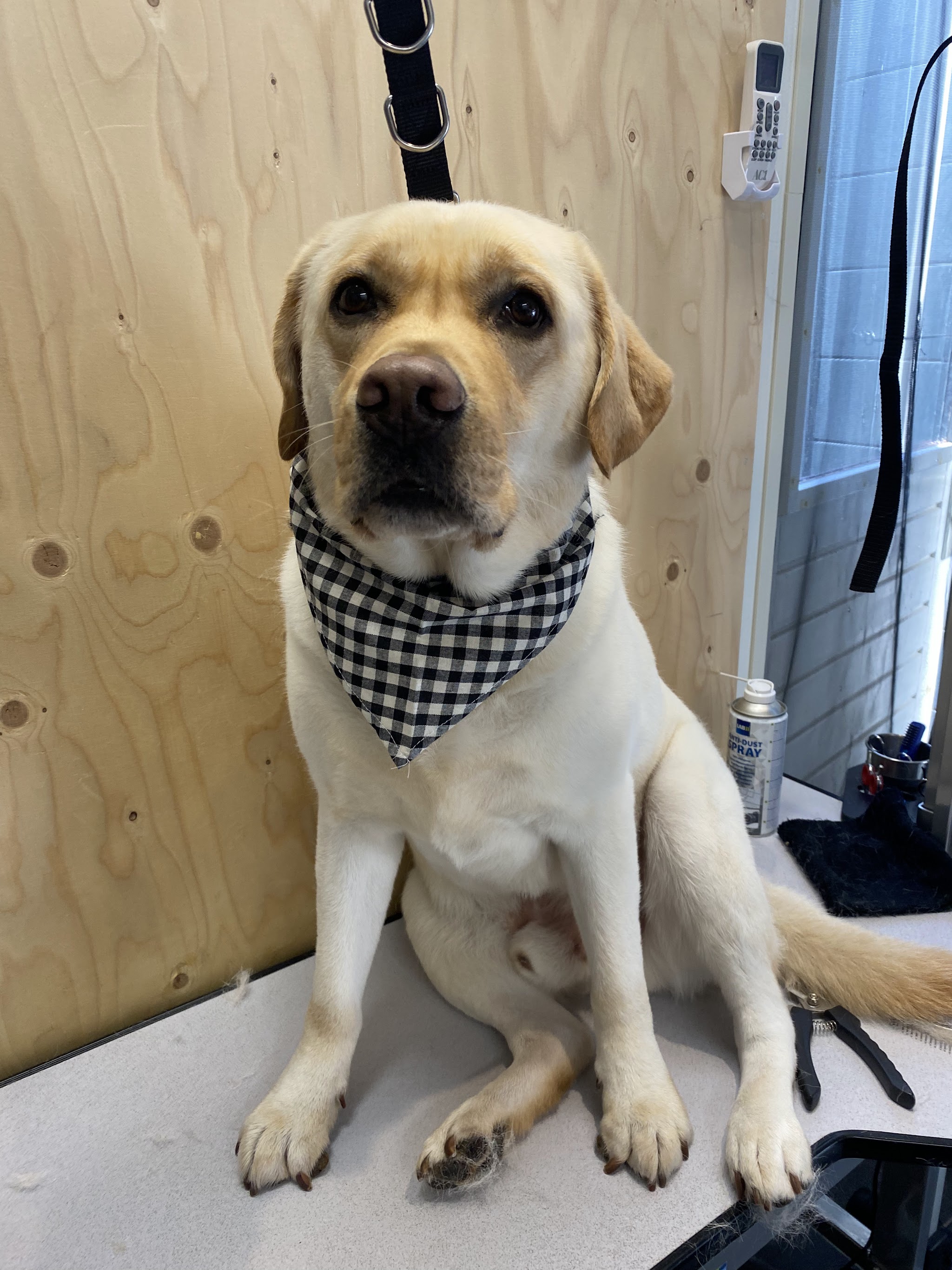 Labrador met een geruite bandana