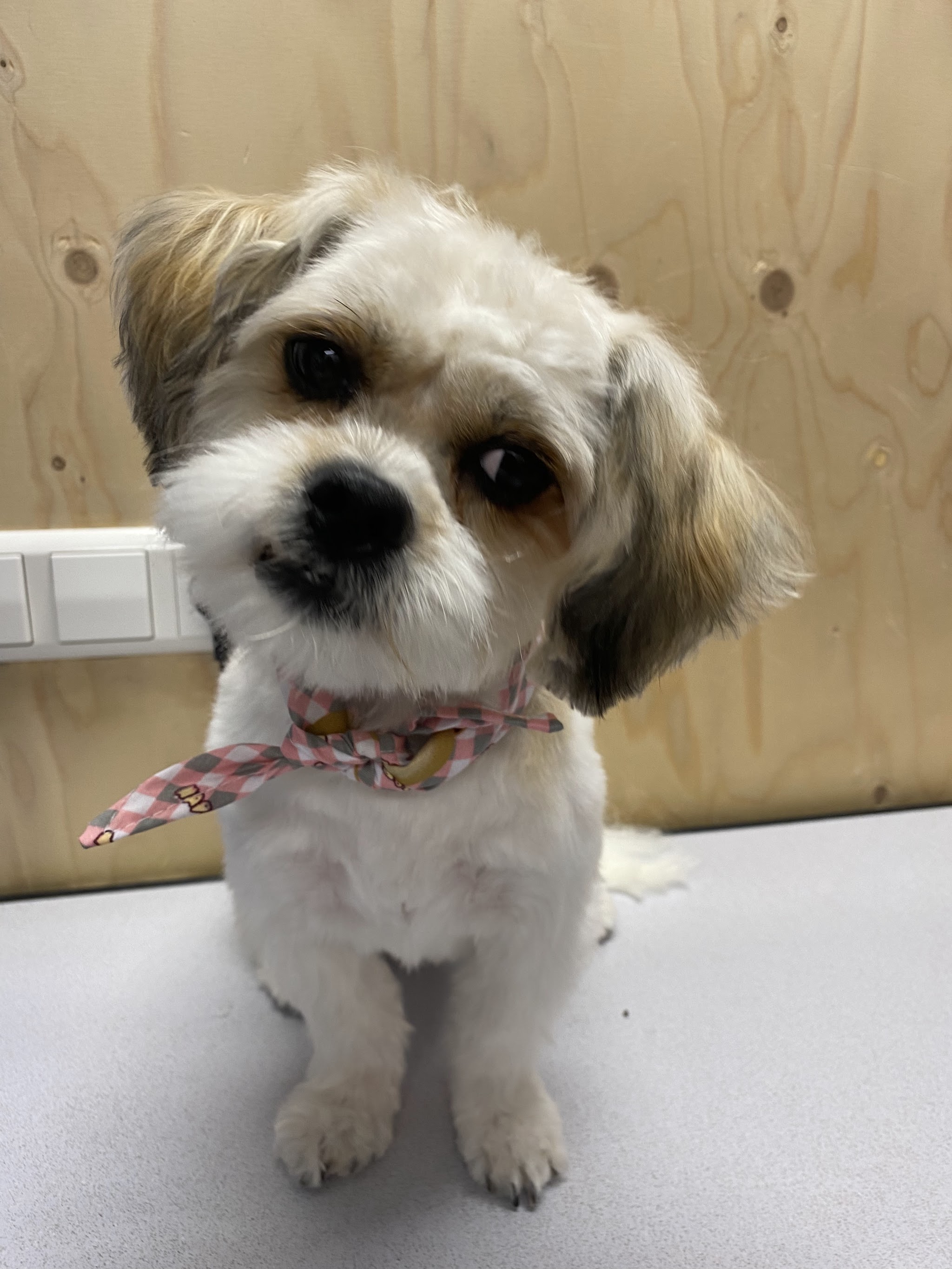 Kleine verzorgde hond met een bloemenbandana