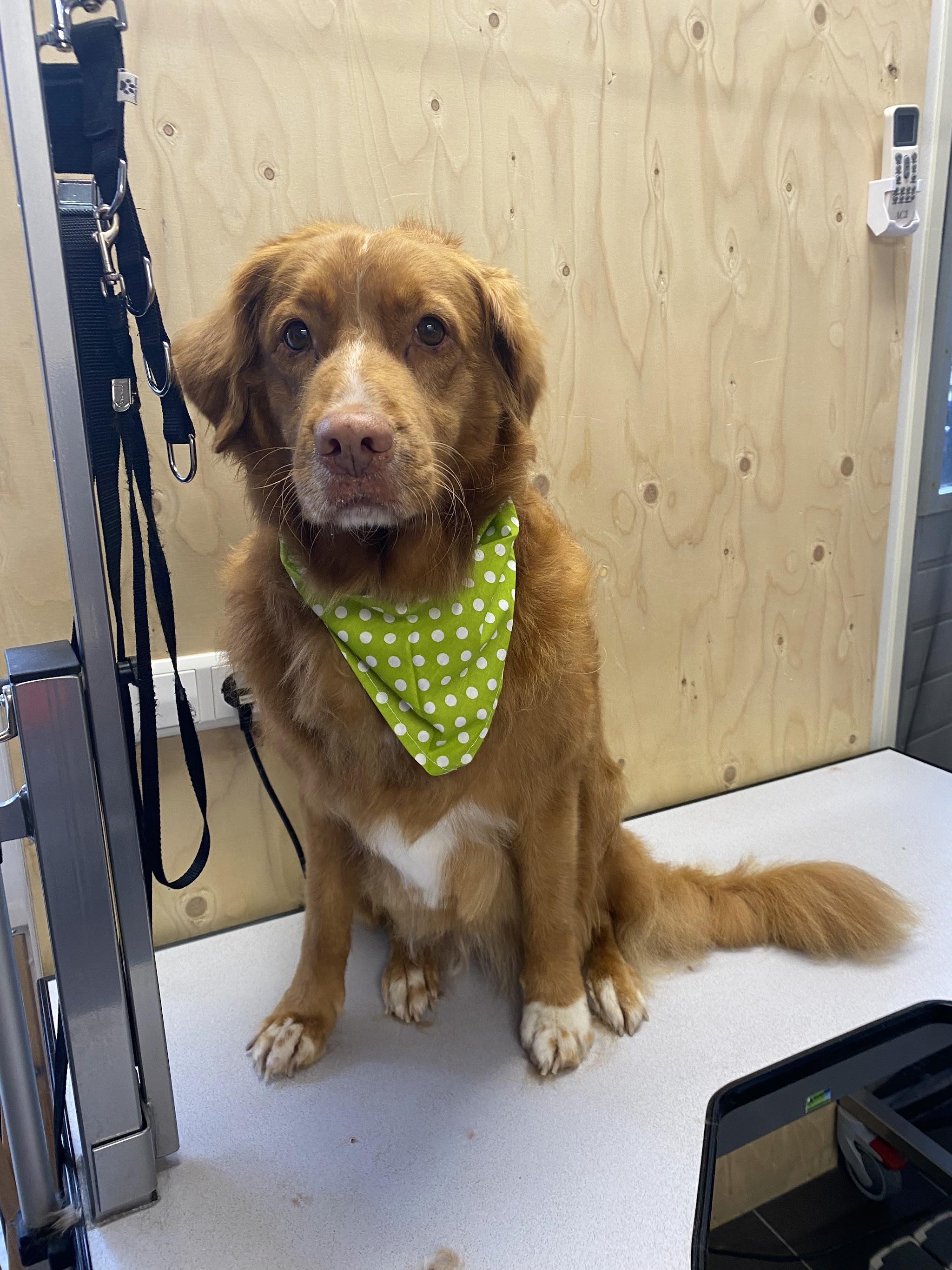 Roodbruine hond met een groene bandana